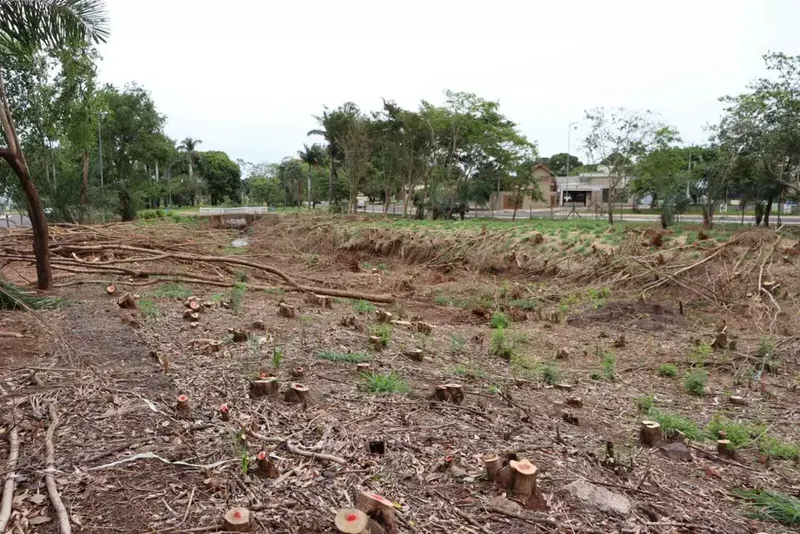 Leucenas são retiradas de área protegida para recuperar vegetação nativa