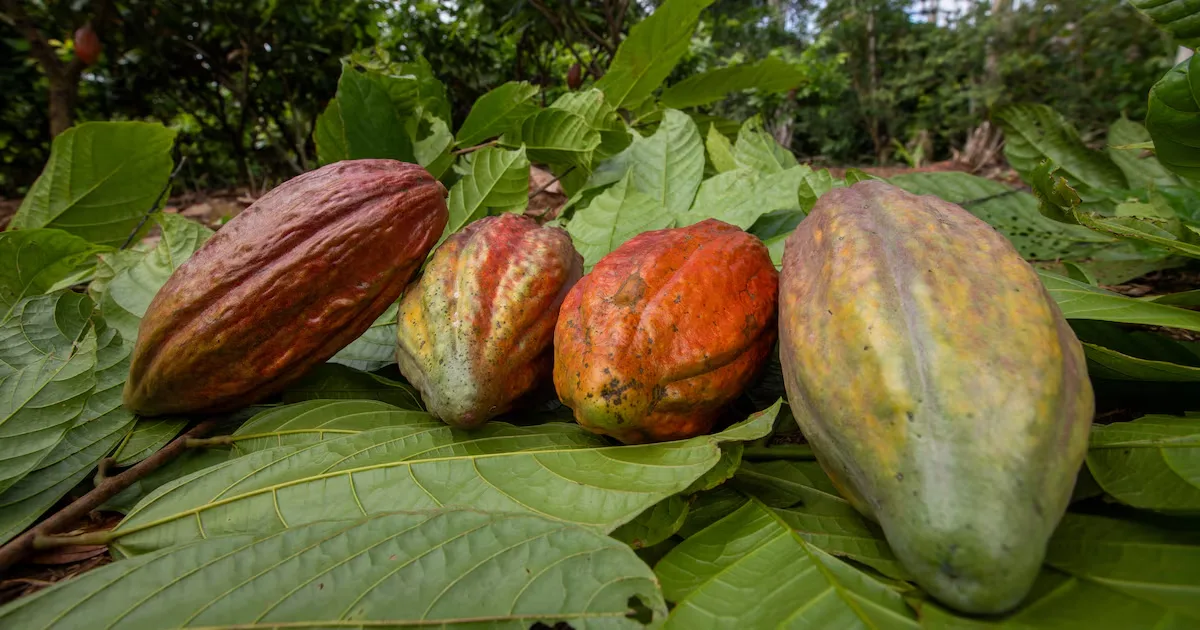 Reportagem sobre cacau na Transamazônica conquista prêmio do Sebrae