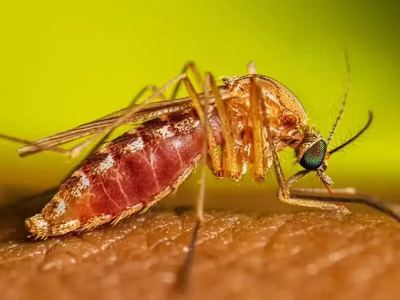 Itália soma 594 infecções pelo vírus do Nilo Ocidental em 2026