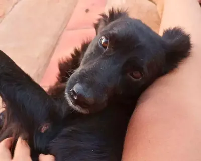 Cachorro desaparece durante temporal em Campo Grande; família busca informações