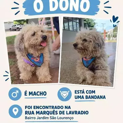 Cão encontrado no Jardim São Lourenço aguarda reencontro com a família