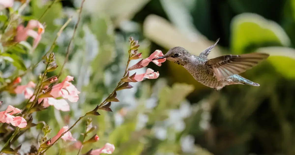Água, abrigo e plantas nativas ajudam a fauna no inverno