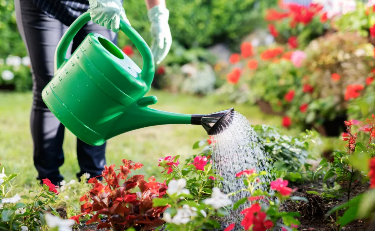Melhor horário para regar plantas: manhã é a opção mais indicada