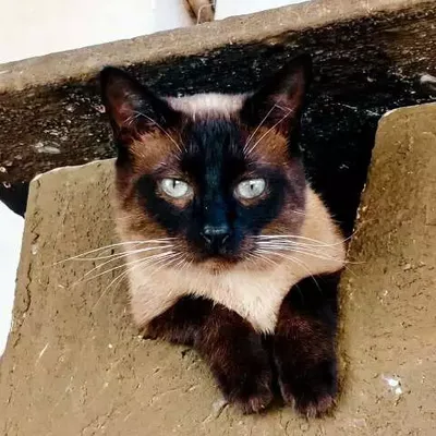 Família oferece R$ 10 mil para encontrar gato siamês desaparecido