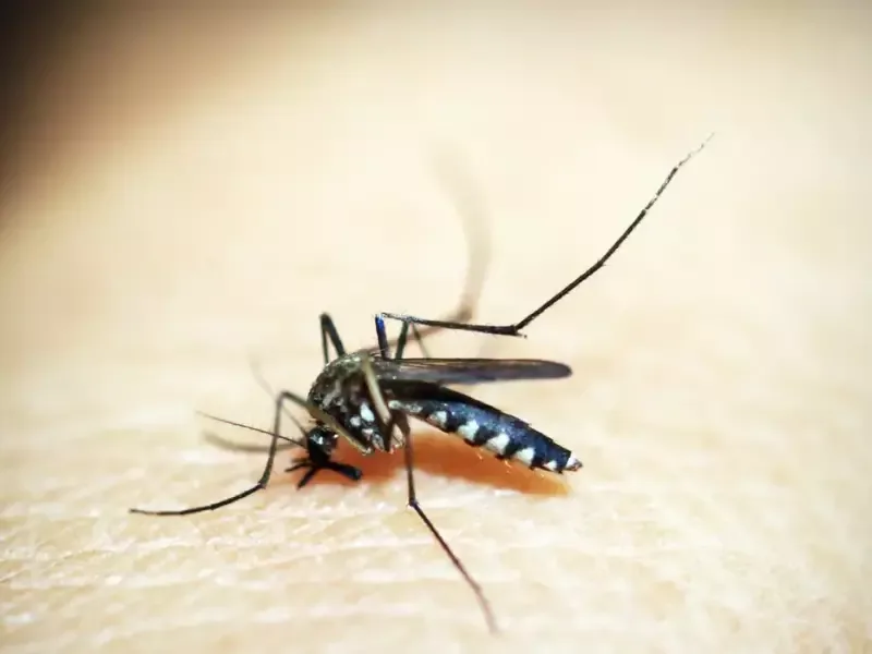 Boletim aponta 47.418 notificações de dengue em Pernambuco