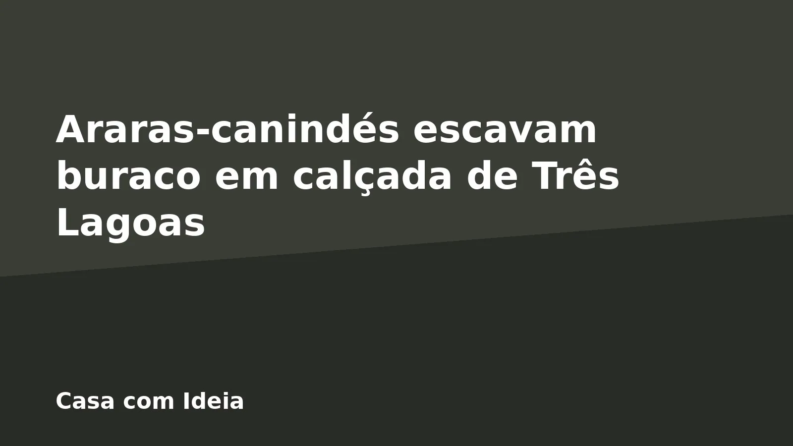Araras-canindés escavam buraco em calçada de Três Lagoas