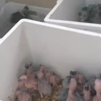 Tráfico de filhotes danifica ninhos e ameaça papagaios-verdadeiros em MS