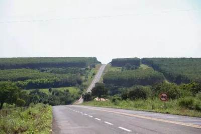 Mato Grosso do Sul lidera ranking de florestas plantadas no Brasil