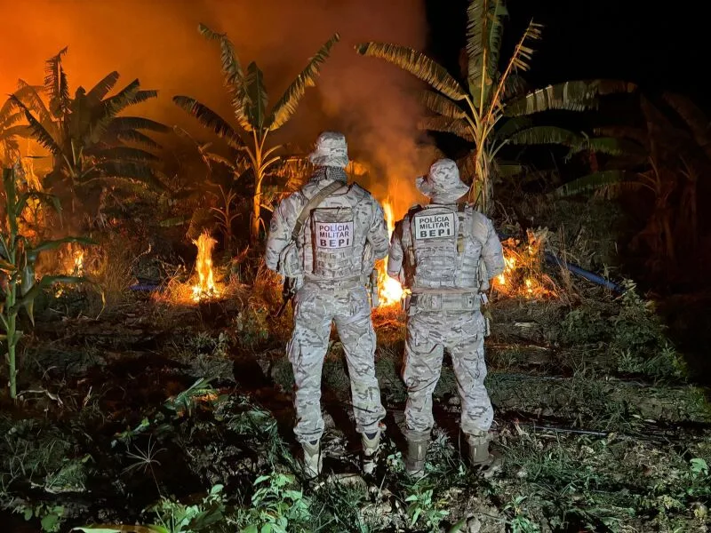 Operação apreende 69,7 kg de maconha e destrói plantio em Pernambuco