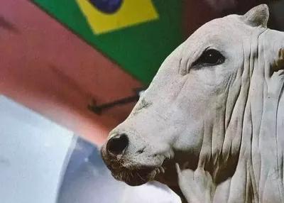 Leilão reúne 170 touros Nelore selecionados em Campo Grande
