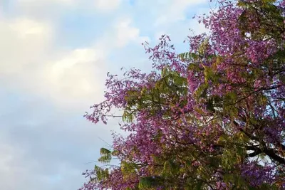 Jacarandás-mimosos tingem de lilás um cruzamento em Campo Grande