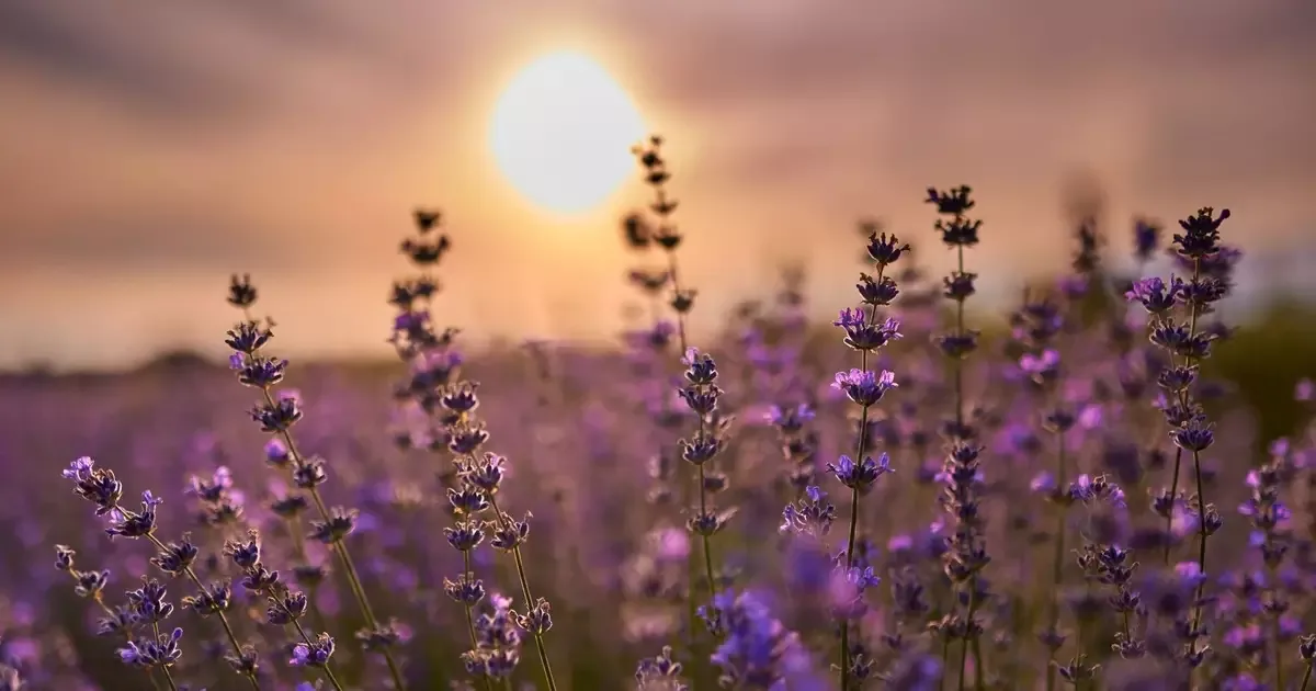 Lavanda em casa: cuidados para manter a planta saudável no clima brasileiro