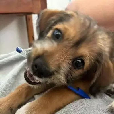 Caroços em cães exigem atenção, mesmo sem mudanças na rotina