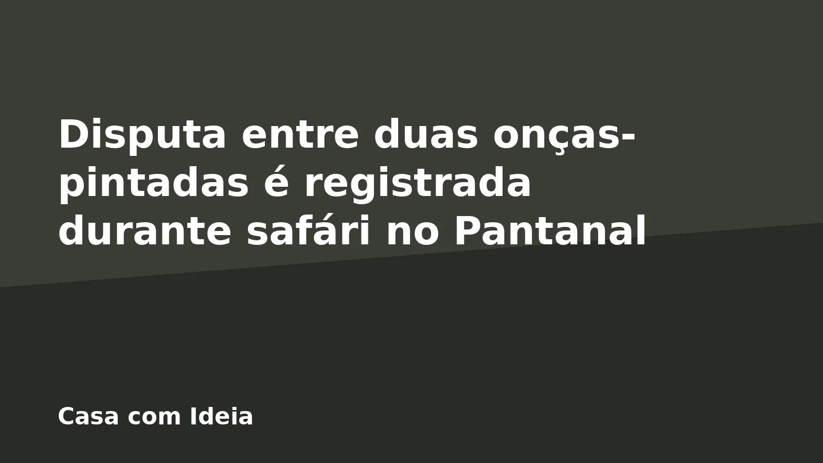 Disputa entre duas onças-pintadas é registrada durante safári no Pantanal