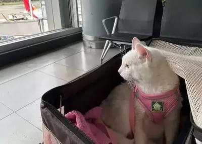 Aninha viaja por 40 horas até Chicago após perder o tutor