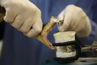 Estudante de veterinária mostra rotina com jararacas, sucuris e outras serpentes