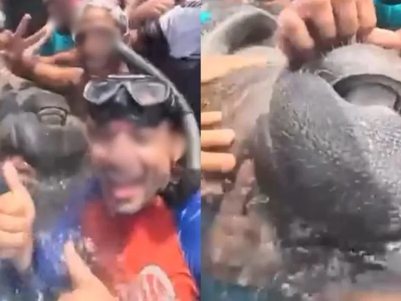 Contato com peixe-boi na Praia do Cupe pode causar sufocamento e infecções