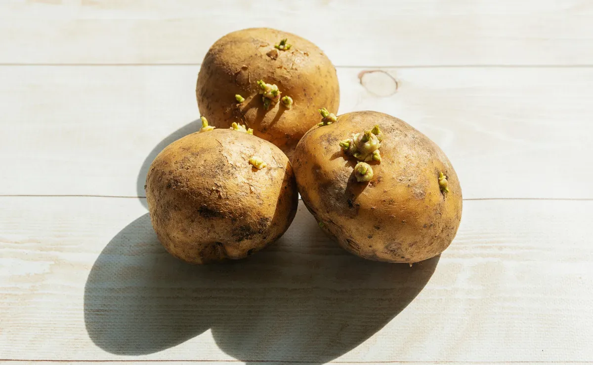 Batata brotada: quando ainda dá para aproveitar e quando descartar
