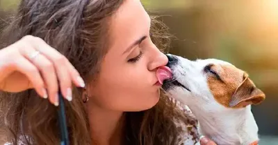 Lambidas de cães exigem atenção com rosto, feridas e higiene