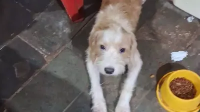 Cachorro de pelagem amarelada desaparece perto da UCDB, em Campo Grande