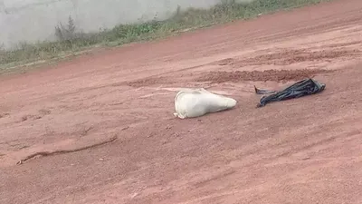 Quatro suspeitos são presos após jovem ser encontrado amarrado em Coxim