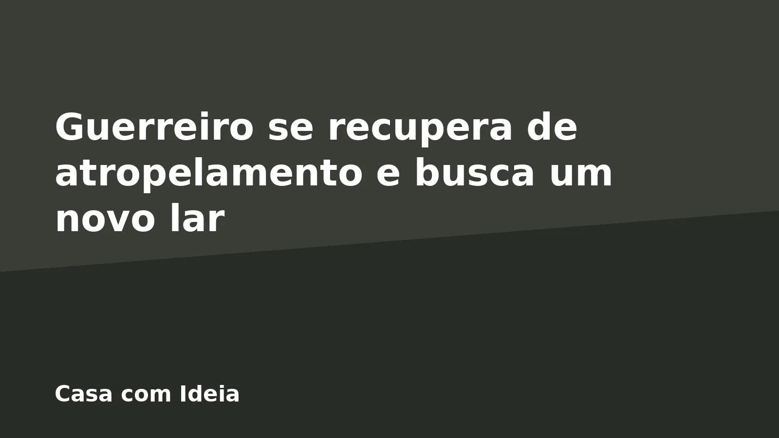 Guerreiro se recupera de atropelamento e busca um novo lar