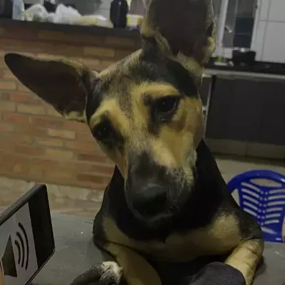 Cadela Luna desaparece em Campo Grande e família oferece pizza por informações