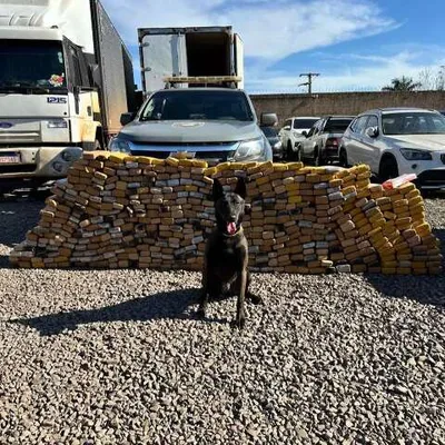 Campo Grande recebe formação para cães detectores de drogas