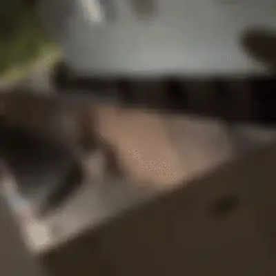 Cão é resgatado após agressões a pauladas em Campo Grande
