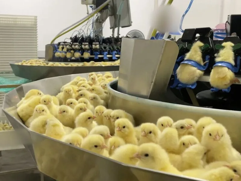 Investigação aponta descarte de pintinhos machos em incubatório no Sul do Brasil