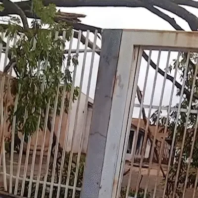 Árvore caída sobre fiação mantém moradora fora de casa em Campo Grande