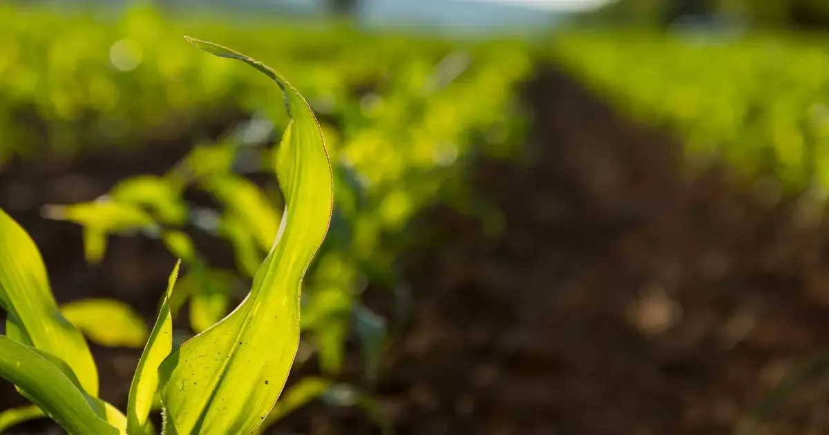 Baterias LFP podem fornecer nutrientes para fertilizantes após a reciclagem