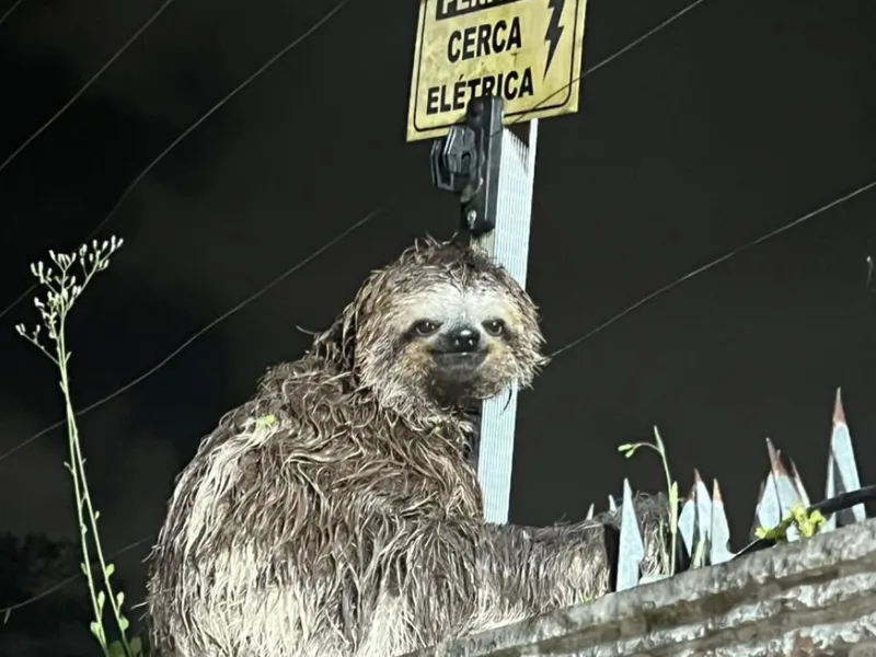 Preguiça é retirada de muro perto de cerca elétrica no Recife