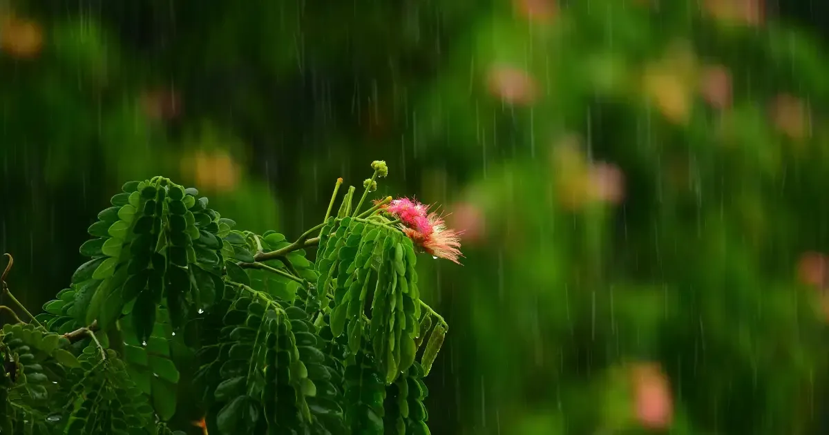 Após a chuva, observe as plantas antes de usar produtos