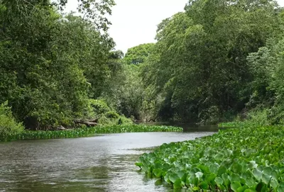 Mata Atlântica perde vegetação nativa e vê avanço das lavouras em MS