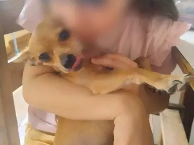 Família procura pinscher Princesa, desaparecida em Campo Grande