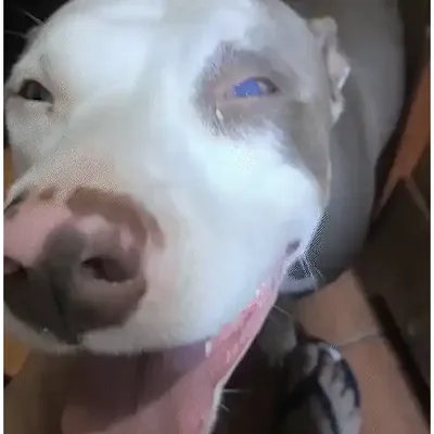 Tutor cria portal de transparência para tratar pit-bull com leishmaniose