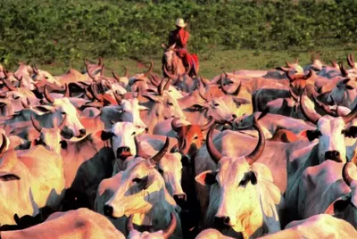 Brasil poderá usar parte da cota uruguaia de carne para vender à China