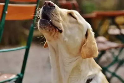 Latidos excessivos podem indicar ansiedade, estresse ou tédio em cães