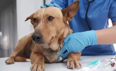 Alterações no equilíbrio podem indicar AVC em cachorros
