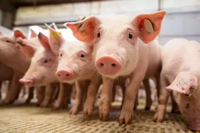 Suinocultura de Mato Grosso do Sul registra 2,34 milhões de abates
