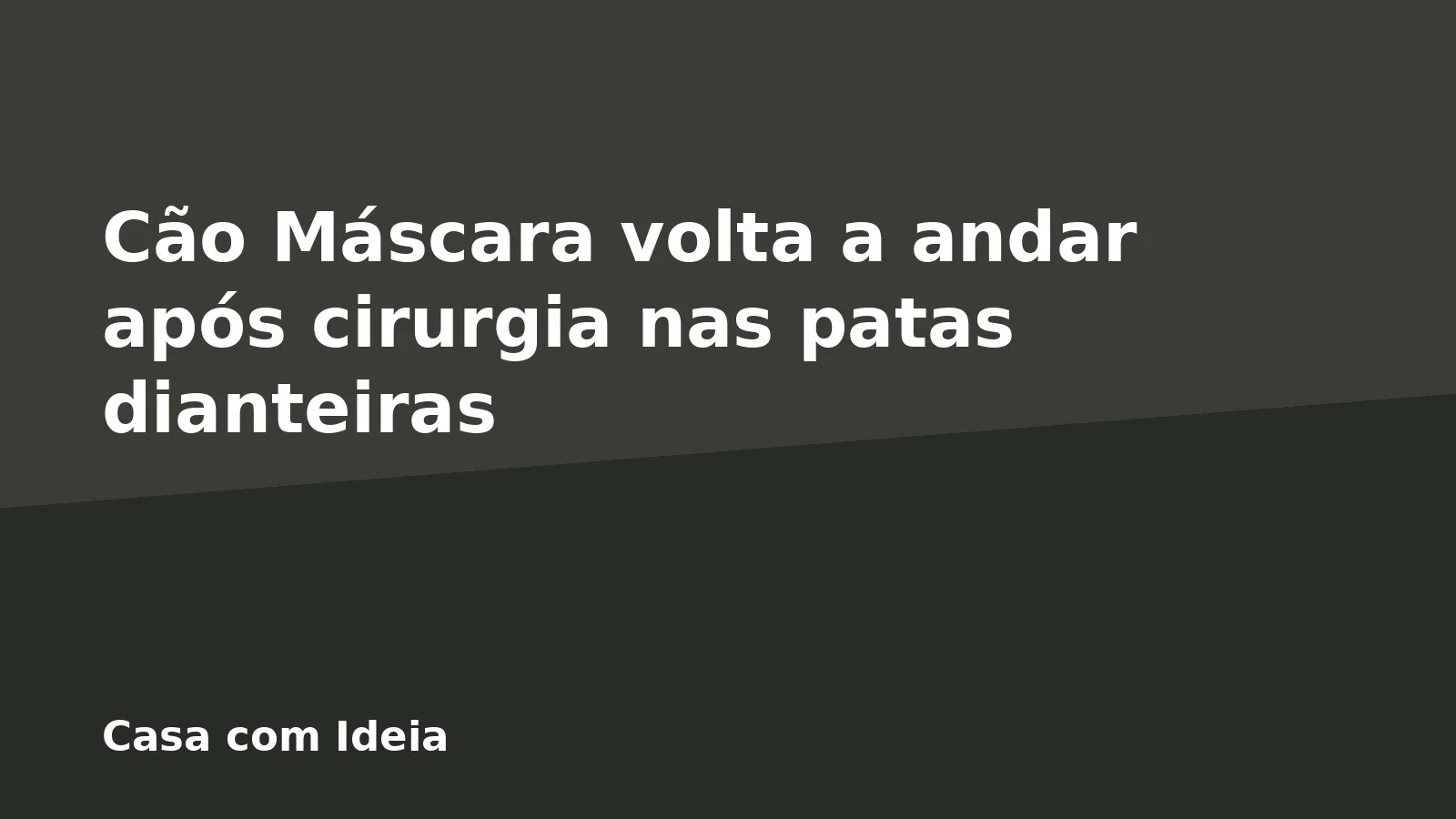 Cão Máscara volta a andar após cirurgia nas patas dianteiras