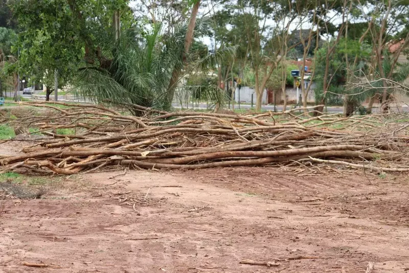 Campo Grande retira leucenas para recuperar área verde do Córrego Bandeira