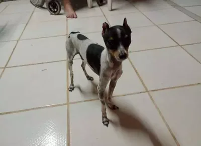 Família procura Juca, pinscher que desapareceu em Campo Grande