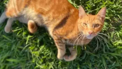 Gato criado desde filhote some durante instalação de telas em casa