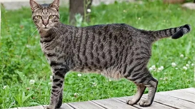 A pele solta na barriga do gato tem uma função no corpo