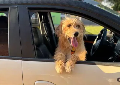 Calor extremo ameaça cães e exige atenção aos sinais de hipertermia