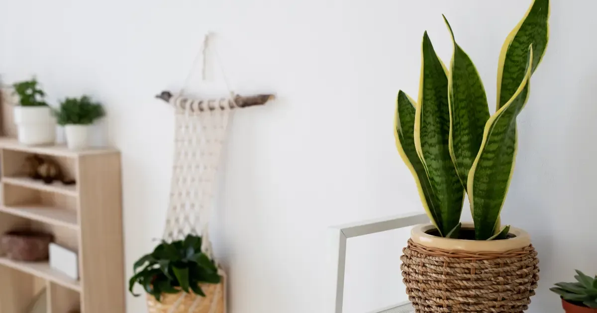 Sete plantas para criar um ponto de proteção na entrada de casa