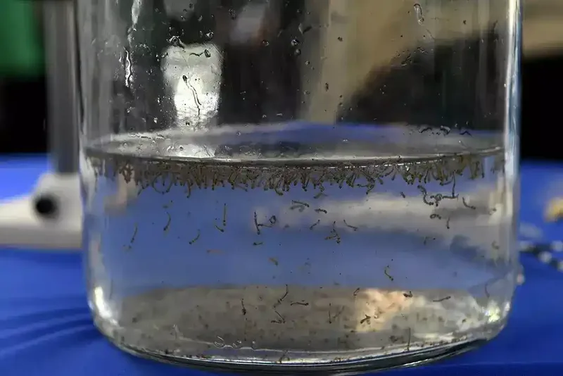 Campo Grande registra queda de 46,8% nos ovos de Aedes em agosto