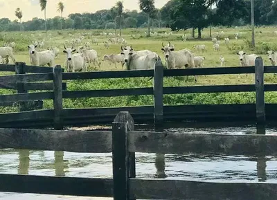 Terras do Pantanal têm menor valor rural de Mato Grosso do Sul